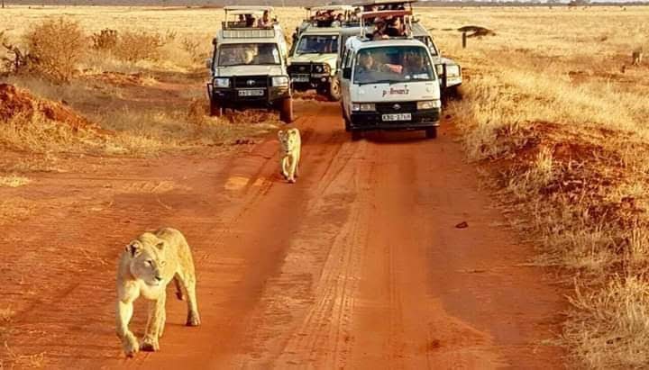 Safari Kenya 2 giorni