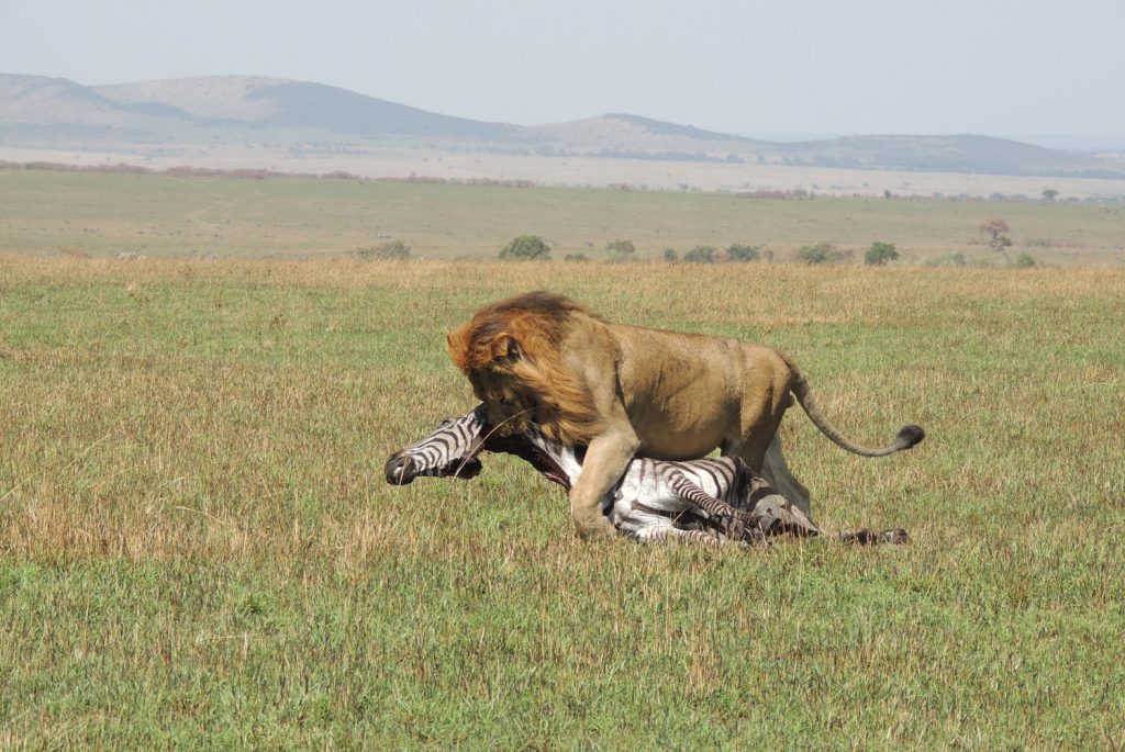 Safari Kenya 3 giorni