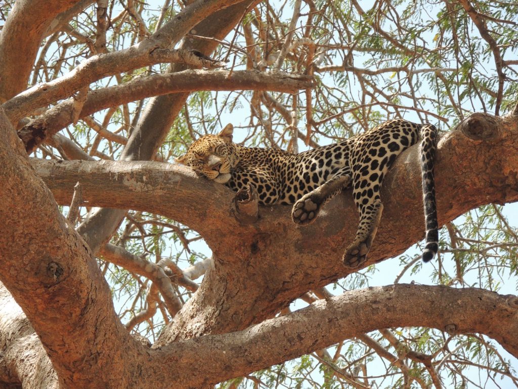 Safari Kenya 6 giorni